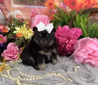 Baby girl pom, a female Pomeranian for sale in Pearson, GA – 4 of 4