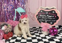 Toy female , a female Cavapoo for sale in Pearson, GA – 1 of 4