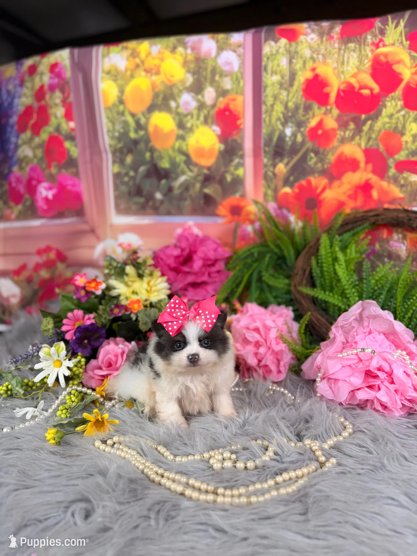 Parti Girl , a female Pomeranian for sale in Pearson, GA – 3 of 5