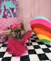 Tiny sable girl , a female Pomeranian for sale in Pearson, GA – 4 of 5