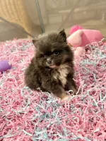 Tiny Blue boy , a male Pomeranian for sale in Pearson, GA – 4 of 4