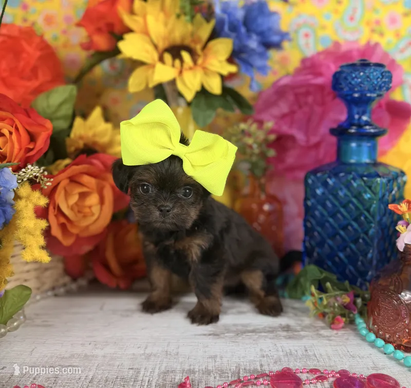 Tiny Girl – Shorkie puppy for sale in Pearson, GA