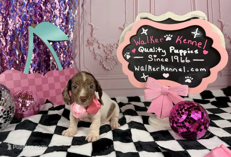 Red Dapple Piebald Girl – Miniature Dachshund puppy for sale in Pearson, GA