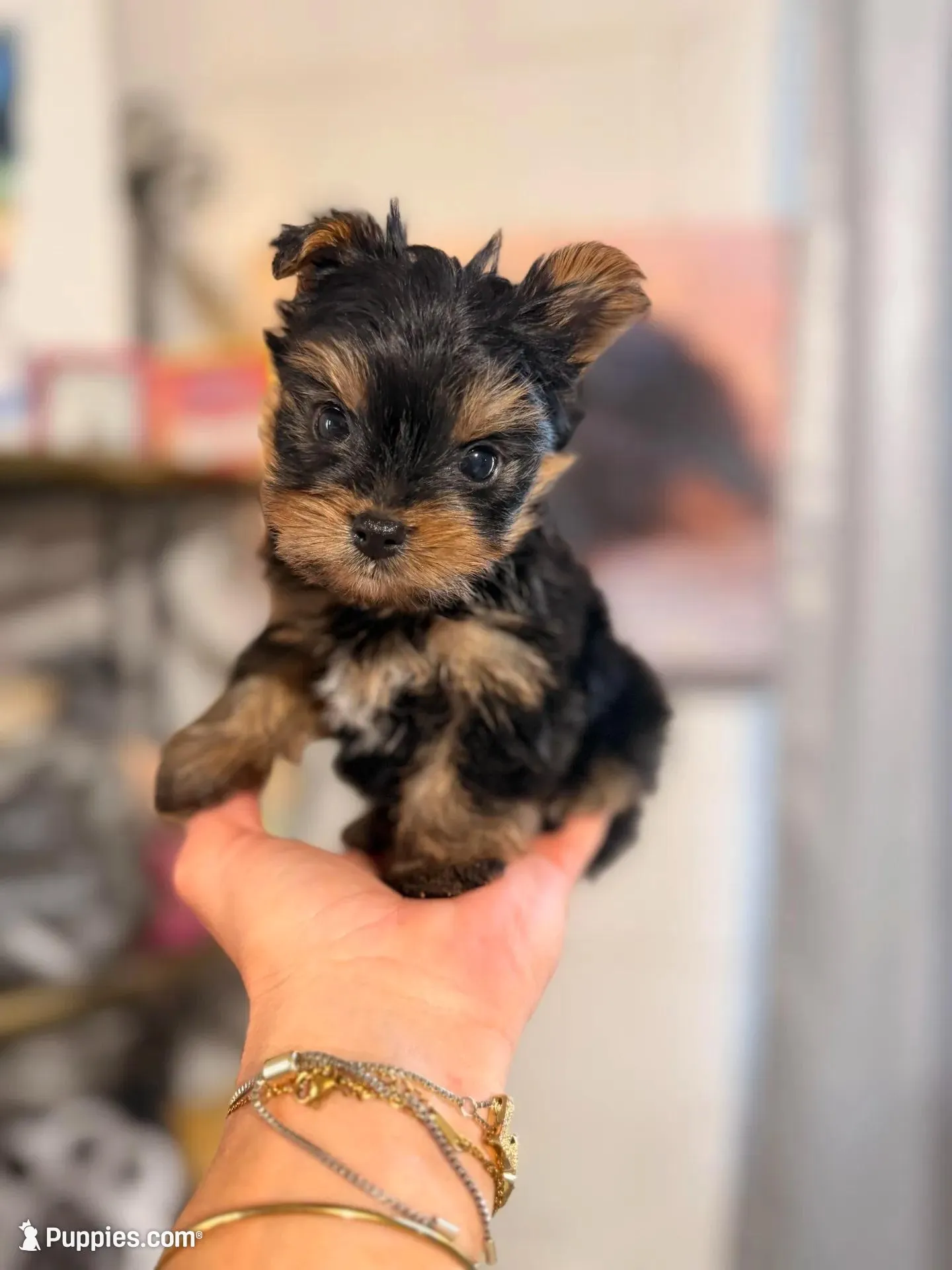 Micro male , a male Yorkshire Terrier for sale in Pearson, GA – Photo 3 of 4
