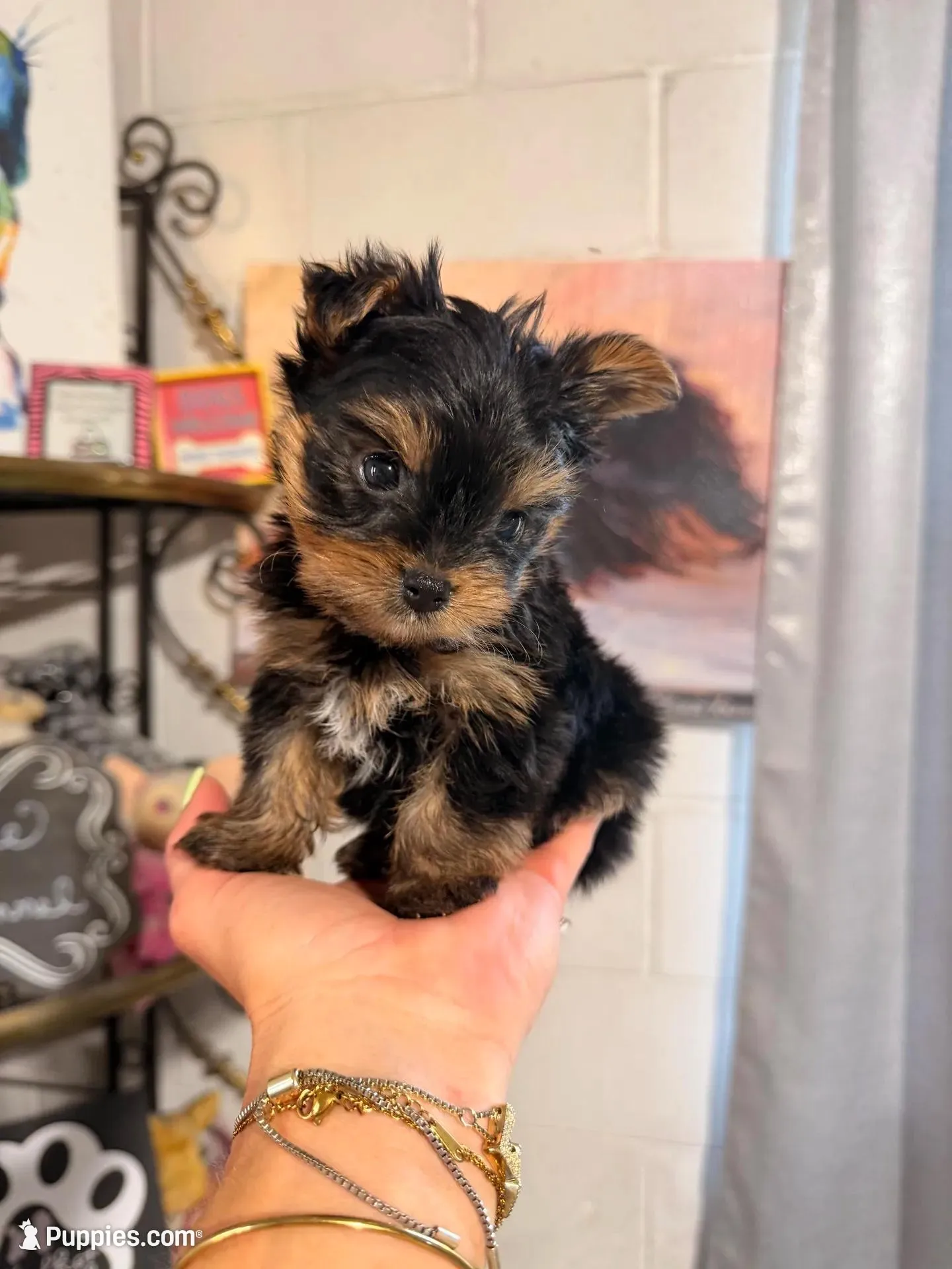 Micro male , a male Yorkshire Terrier for sale in Pearson, GA – Photo 4 of 4