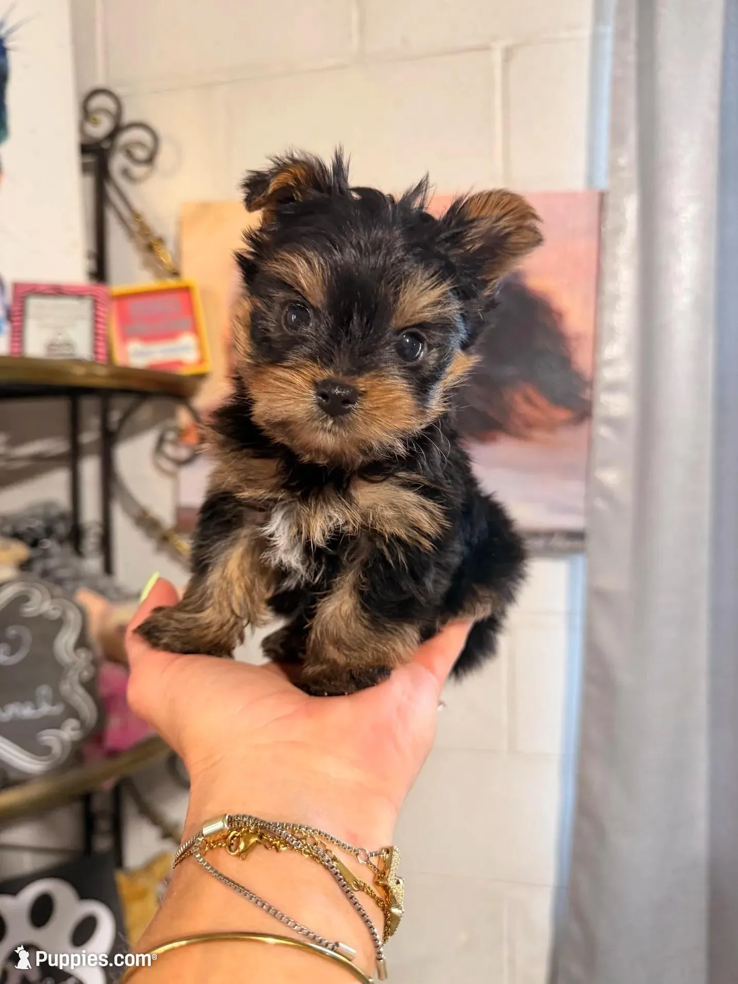 Micro male , a male Yorkshire Terrier for sale in Pearson, GA – Photo 1 of 4