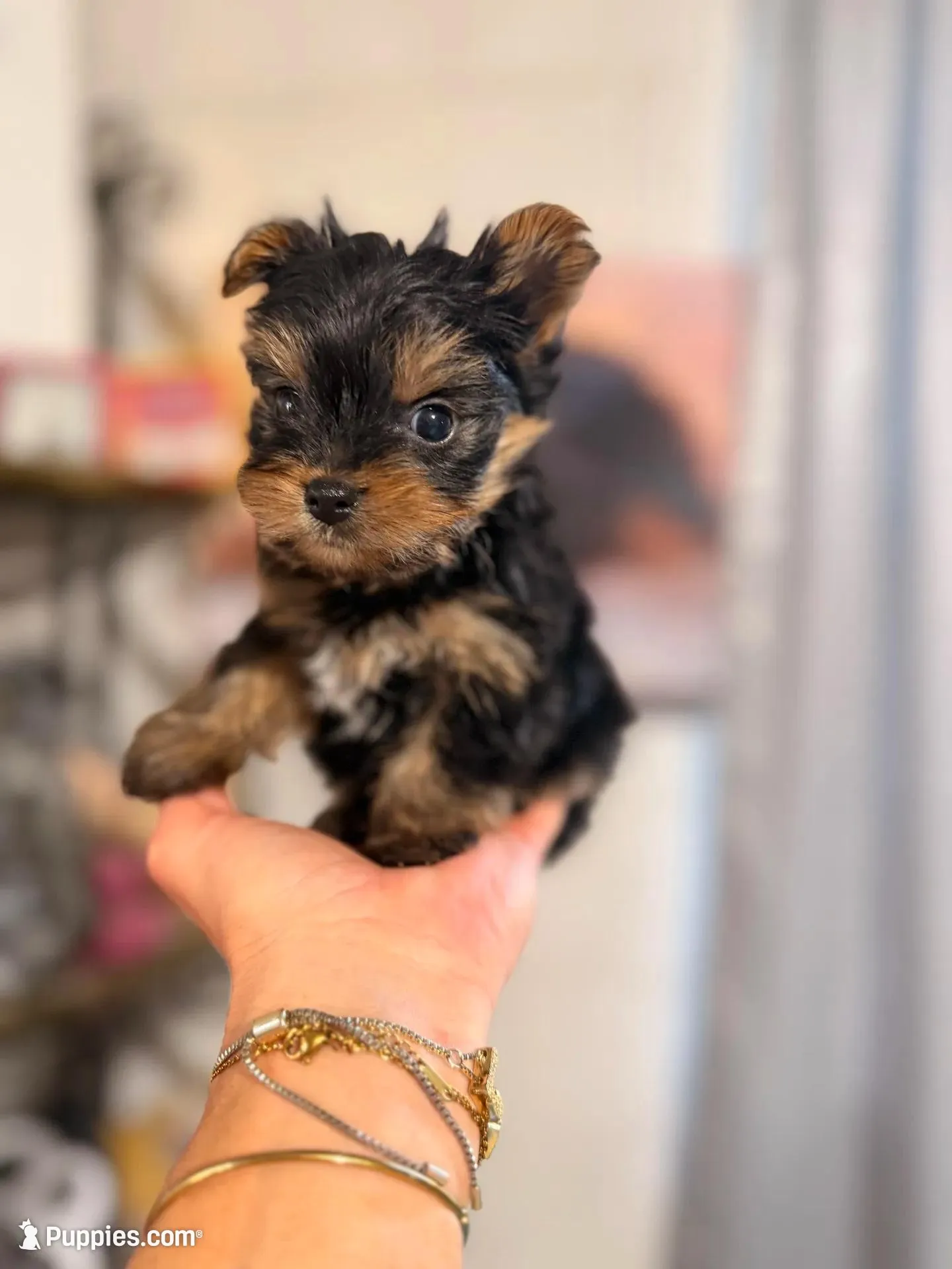 Micro male , a male Yorkshire Terrier for sale in Pearson, GA – Photo 2 of 4