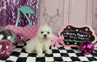 Micro male , a male Maltese for sale in Pearson, GA – 2 of 4