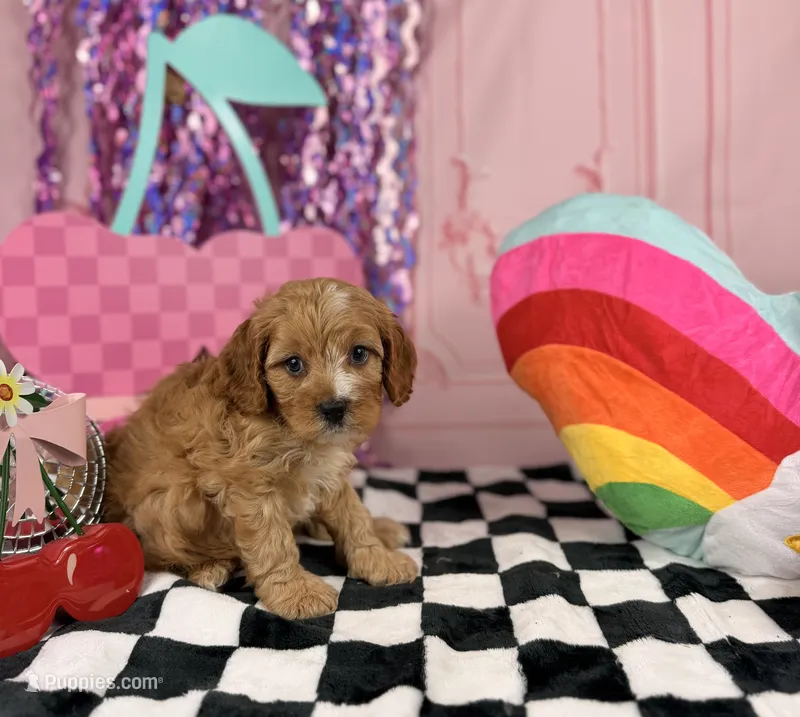 Mini Male  – Cavapoo puppy for sale in Pearson, GA