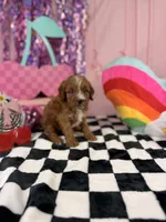 Mini red Boy , a male Cavapoo for sale in Pearson, GA – 2 of 4