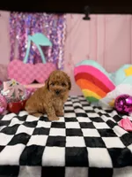 Toy red Boy, a male Miniature Goldendoodle for sale in Pearson, GA – 2 of 4