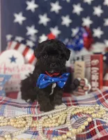 Tiny boy , a male Poodle - Toy  and Toy Australian Shepherd for sale in Pearson, GA – 4 of 4