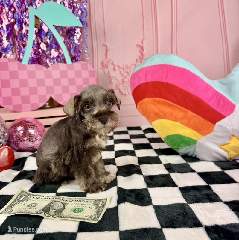 Toy liver pepper boy – Miniature Schnauzer puppy for sale in Pearson, GA