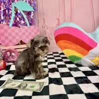 Toy liver pepper boy, a male Miniature Schnauzer for sale in Pearson, GA – 1 of 4