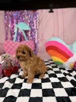 Toy red Boy, a male Miniature Goldendoodle for sale in Pearson, GA – 4 of 4