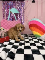 Mini Male , a male Cavapoo for sale in Pearson, GA – 2 of 4