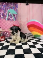 Toy black and white Parti , a female Miniature Schnauzer for sale in Pearson, GA – 3 of 4