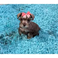 Tiny Liver Pepper girl, a female Miniature Schnauzer for sale in Pearson, GA – Photo 1 of 5