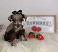 Tiny Liver Pepper girl, a female Miniature Schnauzer for sale in Pearson, GA – Photo 2 of 5