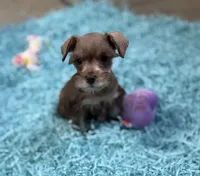 Tiny Liver Pepper girl, a female Miniature Schnauzer for sale in Pearson, GA – Photo 4 of 5