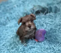Tiny Liver Pepper girl, a female Miniature Schnauzer for sale in Pearson, GA – Photo 3 of 5