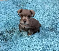 Tiny Liver Pepper girl, a female Miniature Schnauzer for sale in Pearson, GA – Photo 5 of 5