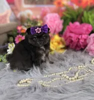 Pom female , a female Pomeranian for sale in Pearson, GA – 2 of 3