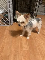 Oreo, a male Yorkshire Terrier for sale in East Hartford, CT – Photo 3 of 4