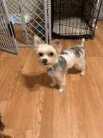 Oreo, a male Yorkshire Terrier for sale in East Hartford, CT – Photo 2 of 4