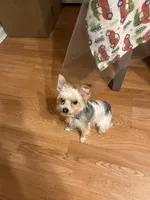 Oreo, a male Yorkshire Terrier for sale in East Hartford, CT – Photo 4 of 4