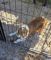 Rocket, a male Australian Shepherd for sale in Tampa, FL – Photo 2 of 3