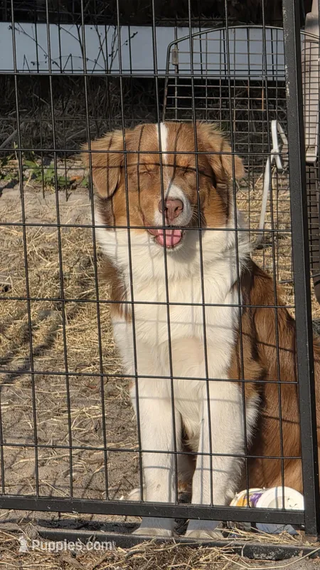 Rocket – Australian Shepherd puppy for sale in Tampa, FL