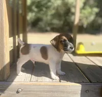 Briar, a male Jack Russell Terrier for sale in Little Rock, AR – 1 of 3