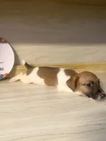 Peter, a male Jack Russell Terrier for sale in Memphis, TN – 6 of 7