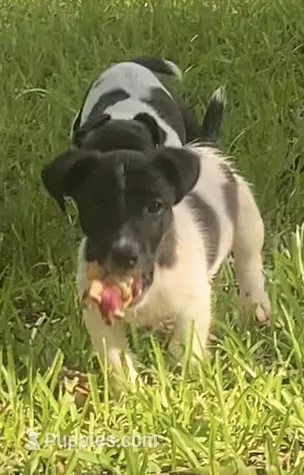 AKC- Quill  – Jack Russell Terrier puppy for sale in Magnolia, AR