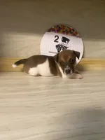 Pierce, a male Jack Russell Terrier for sale in Memphis, TN – 4 of 4
