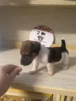 Paul, a male Jack Russell Terrier for sale in Memphis, TN – 3 of 3