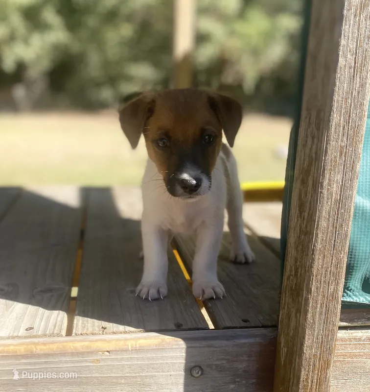 Bow – Jack Russell Terrier puppy for sale in Little Rock, AR
