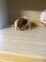 Parker, a male Jack Russell Terrier for sale in Memphis, TN – 3 of 5