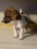 Brooklyn, a female Jack Russell Terrier for sale in Little Rock, AR – 2 of 5