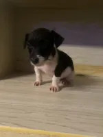 Nora , a female Jack Russell Terrier for sale in Magnolia, AR – 4 of 5