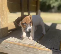 Beckham, a male Jack Russell Terrier for sale in Little Rock, AR – 4 of 5
