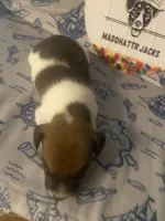 Pierce, a male Jack Russell Terrier for sale in Magnolia, AR – 3 of 4