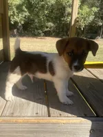 Beau, a male Jack Russell Terrier for sale in Little Rock, AR – 4 of 4