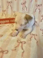 Ian, a male Jack Russell Terrier for sale in Magnolia, AR – Photo 2 of 2