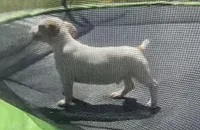 Ian, a male Jack Russell Terrier for sale in Magnolia, AR – Photo 2 of 2