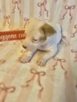 Ian, a male Jack Russell Terrier for sale in Magnolia, AR – Photo 1 of 2