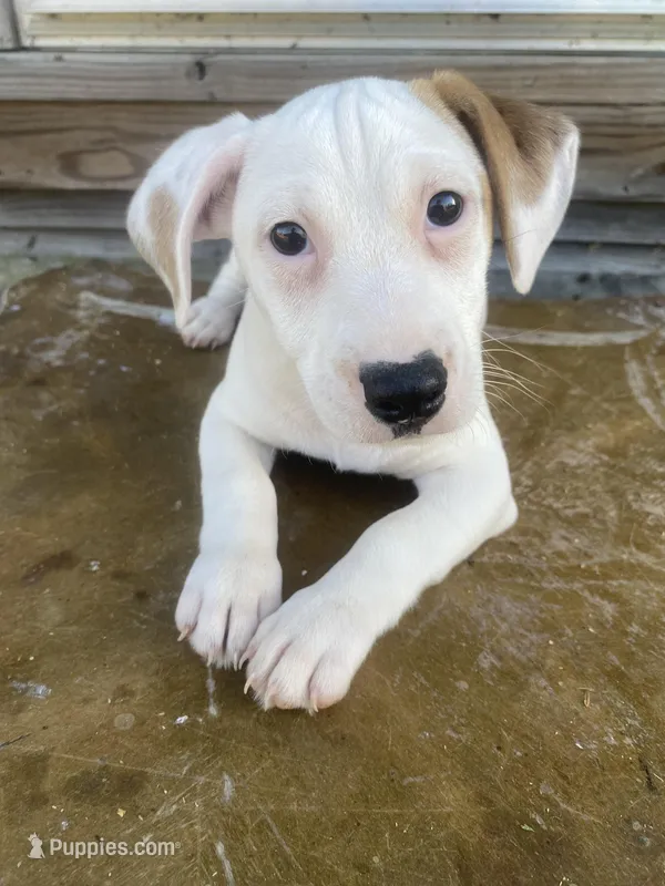 Ian – Jack Russell Terrier puppy for sale in Magnolia, AR
