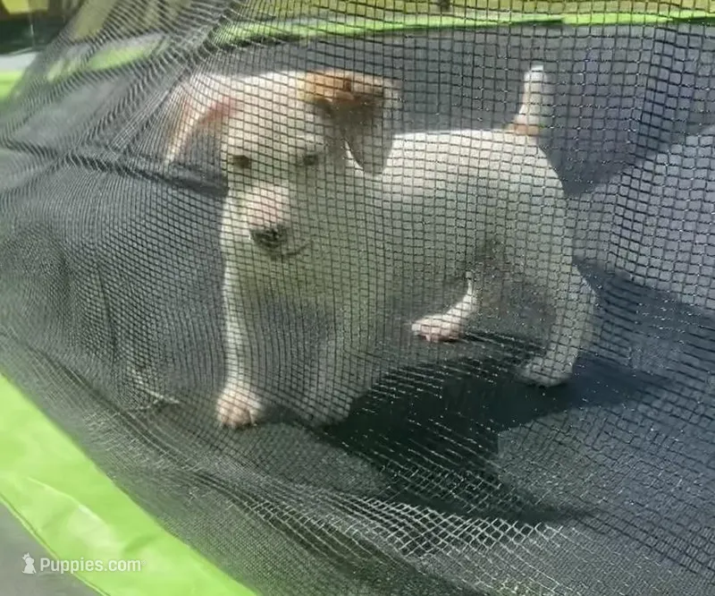 Ian – Jack Russell Terrier puppy for sale in Magnolia, AR