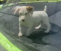 Ian, a male Jack Russell Terrier for sale in Magnolia, AR – Photo 1 of 2